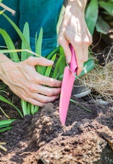 Planting Agapanthus