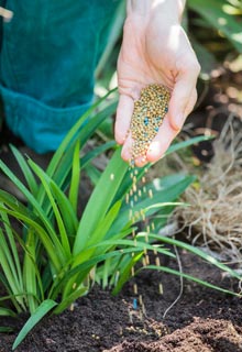 Planting Agapanthus