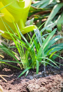 Planting Agapanthus