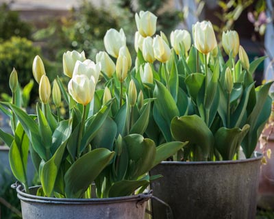 Planting spring-flowering bulbs in pot