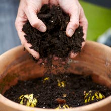 Planting spring-flowering bulbs in pot