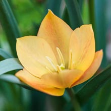 Planting spring-flowering bulbs in pot