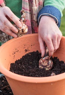 Planting spring-flowering bulbs in pot