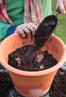 Planting spring-flowering bulbs in pot