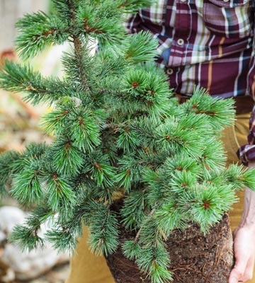 Succeeding in planting conifers