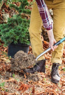 Succeeding in planting conifers