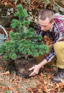 Succeeding in planting conifers