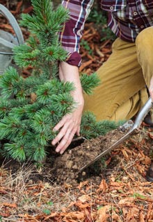 Succeeding in planting conifers