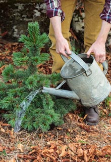 Succeeding in planting conifers