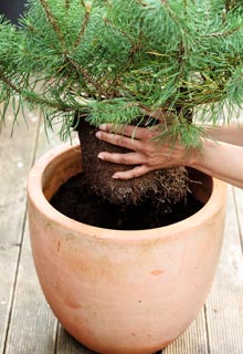 Succeeding in planting conifers