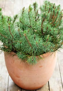 Succeeding in planting conifers