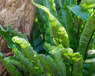 Planting Fern in pot