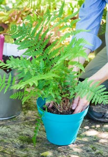 Planting Fern in pot