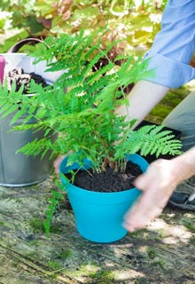 Planting Fern in pot