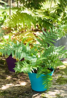 Planting Fern in pot