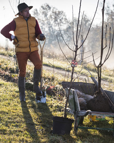 Planting a fruit tree