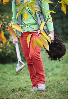 Planting a fruit tree