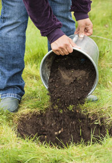 Planting a fruit tree