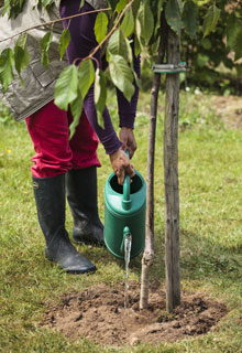 Planting a fruit tree