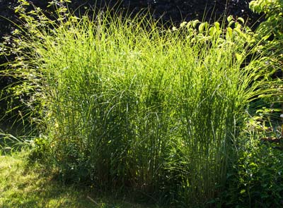 Planting a hedge of ornamental grasses