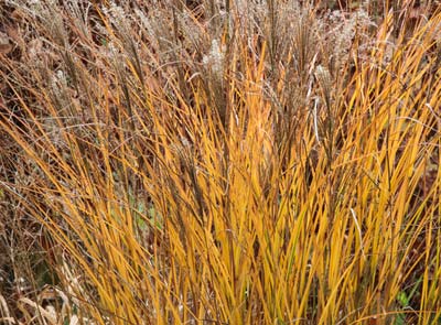 Planting a hedge of ornamental grasses