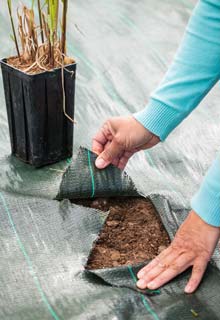 Planting a hedge of ornamental grasses