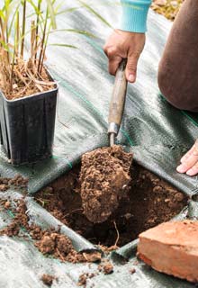 Planting a hedge of ornamental grasses