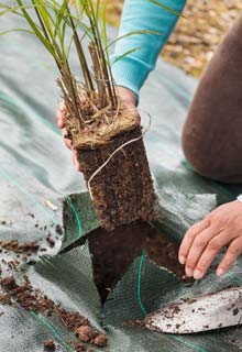 Planting a hedge of ornamental grasses