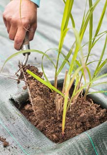 Planting a hedge of ornamental grasses