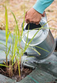 Planting a hedge of ornamental grasses