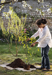 Plant a Magnolia