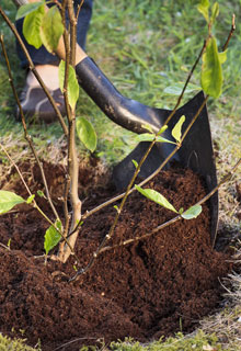 Plant a Magnolia