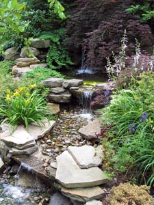 Shrubs and trees for a wet area