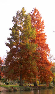 Shrubs and trees for a wet area