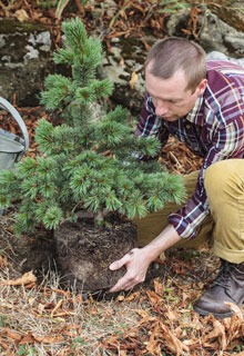 Planting a tree which is going to grow quite tall