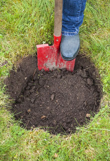 Planting a tree which is going to grow quite tall