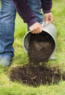 Planting a tree which is going to grow quite tall