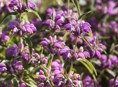 Planting hardy plants in the autumn