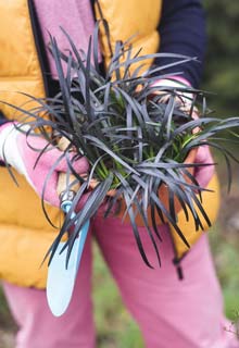 Planting hardy plants in the autumn