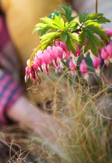 Planting hardy plants in the autumn