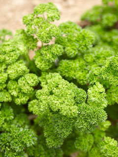 Curly Parsley is also very efficient to catch pollution: not to be ingested in polluted area, just used as a decoration!