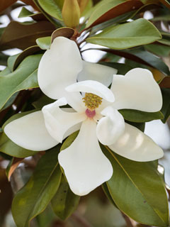 Magnolia is not sensitive to pollution!
