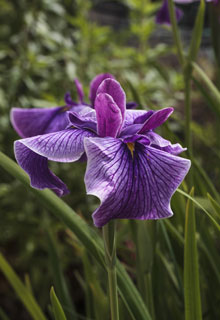 Upright-growing plants in pot