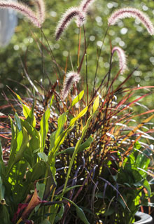 Upright-growing plants in pot