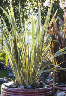 Upright-growing plants in pot