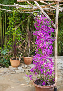 Upright-growing plants in pot