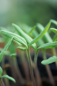 Raising seedlings