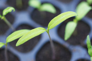 Raising seedlings