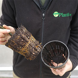 Planfor's perforated 1-litre Pot