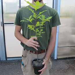 Planfor's perforated 1-litre Pot